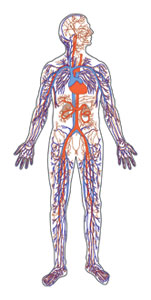 Module 13 Heart Health And Blood Pressure Kidney School