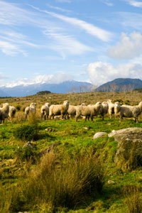 Sheep farm