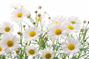 Chamomile