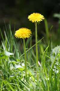 Dandelion