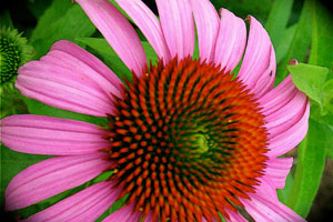 Echinacea