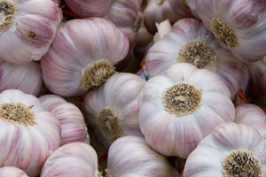 Garlic