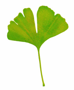 Ginkgo