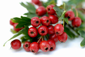Hawthorn