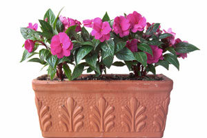 Impatiens