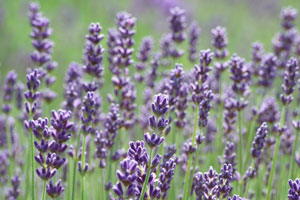 Lavender