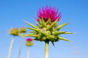Milk Thistle