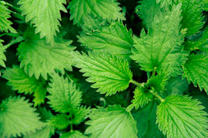 Nettle