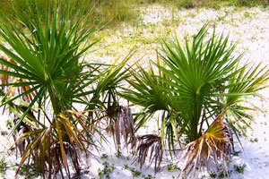 Saw Palmetto