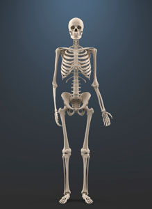 Skeleton